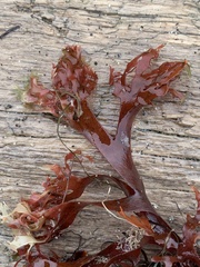 Mazzaella japonica