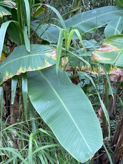 Musa