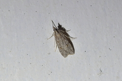 Scoparia chalicodes