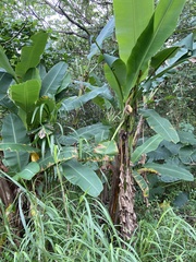 Musa