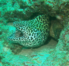 Gymnothorax favagineus