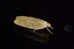 Phaeosaces coarctatella