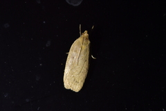 Phaeosaces coarctatella