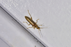 Thelyphassa lineata