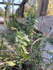 Epilobium canum