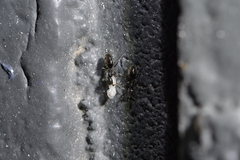 Technomyrmex jocosus