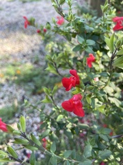 Epilobium canum
