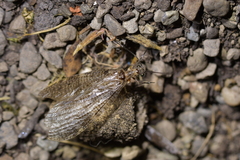 Archichauliodes diversus