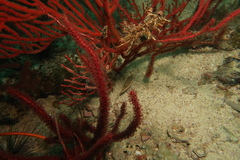 Canthigaster compressa