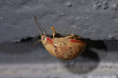 Paropsis charybdis