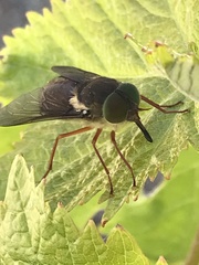 Scaptia