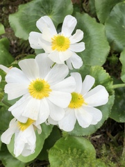 Ranunculus lyallii