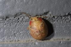Paropsis charybdis