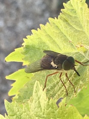 Scaptia