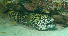 Gymnothorax favagineus