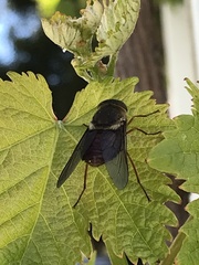 Scaptia