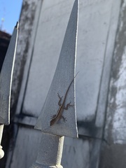 Anolis sagrei