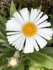 Celmisia spectabilis