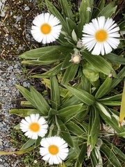 Celmisia spectabilis