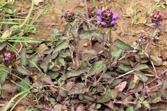 Prunella vulgaris