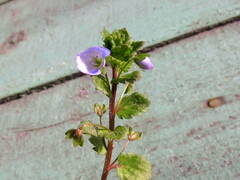 Veronica persica