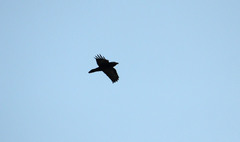 Corvus corax