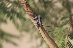 Sphaenothecus trilineatus