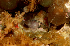 Dunckerocampus dactyliophorus