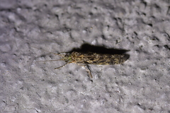 Psilochorema
