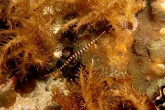 Dunckerocampus dactyliophorus