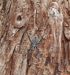 Argiope ocyaloides