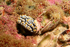 Phyllidia varicosa