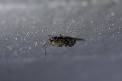 Nimbopsocus australis