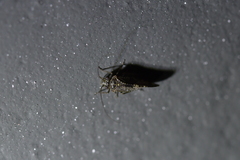 Nimbopsocus australis