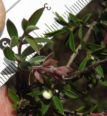 Leptospermum myrtifolium
