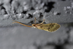 Pycnocentrodes aeris