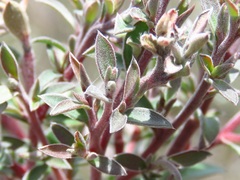 Leptospermum myrtifolium