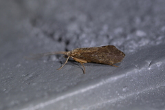 Hydrobiosidae