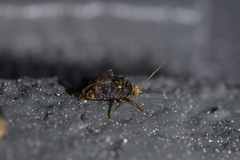 Wekamiris auropilosus