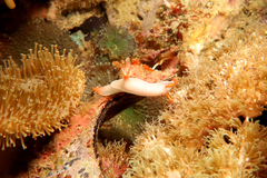 Hypselodoris bullockii
