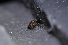 Leanobium flavomaculatum