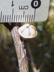 Leptospermum myrtifolium