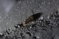 Leanobium flavomaculatum