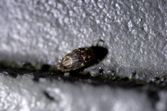 Leanobium flavomaculatum