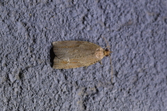 Apoctena orthropis