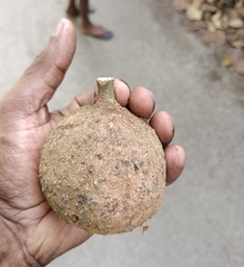 Hydnocarpus pentandrus