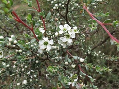 Leptospermum myrtifolium