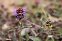Prunella vulgaris