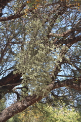 Phoradendron bolleanum