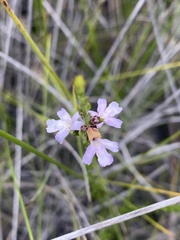 Westringia tenuicaulis